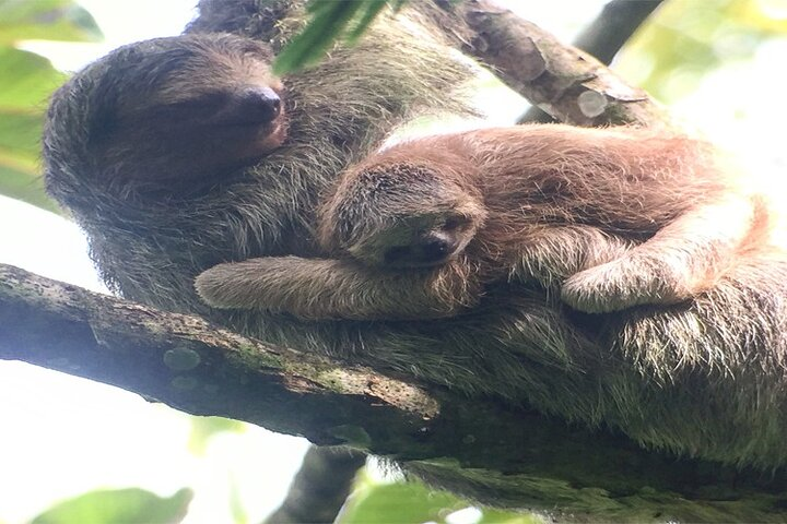 Arenal Volcano National Park Sloth Tour - Photo 1 of 18